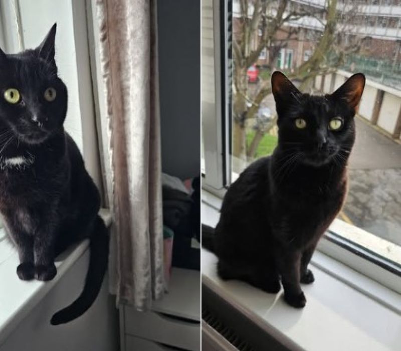 Sky & Luna