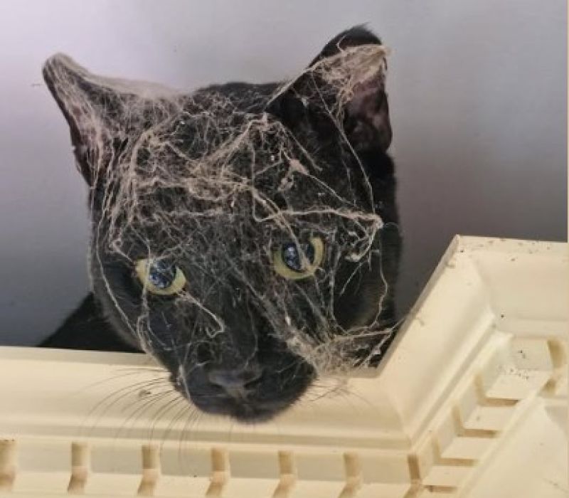 Jet