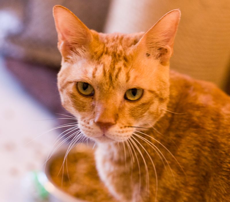Matteo