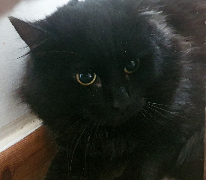 Toothless