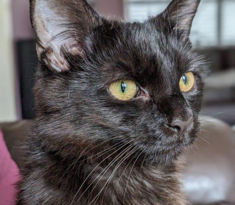 Leo