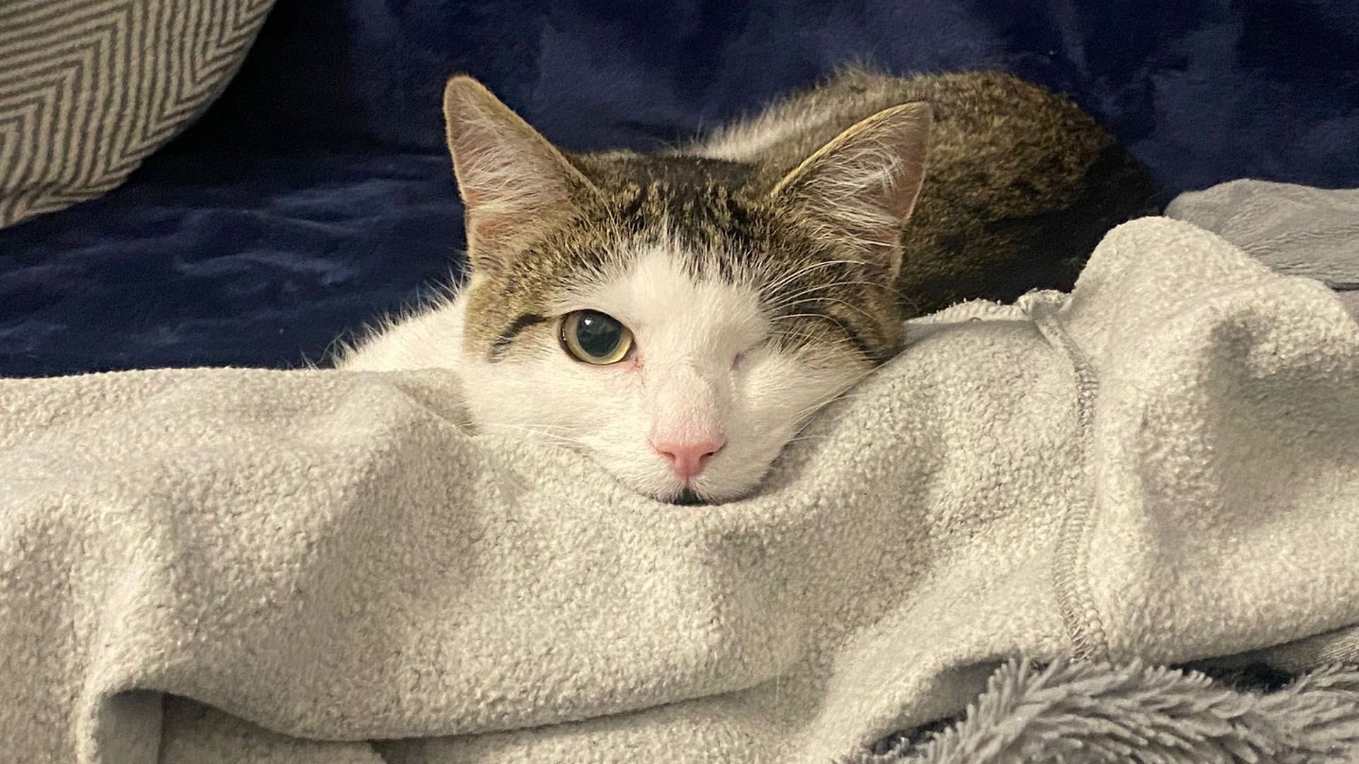 Every cat deserves their best life
