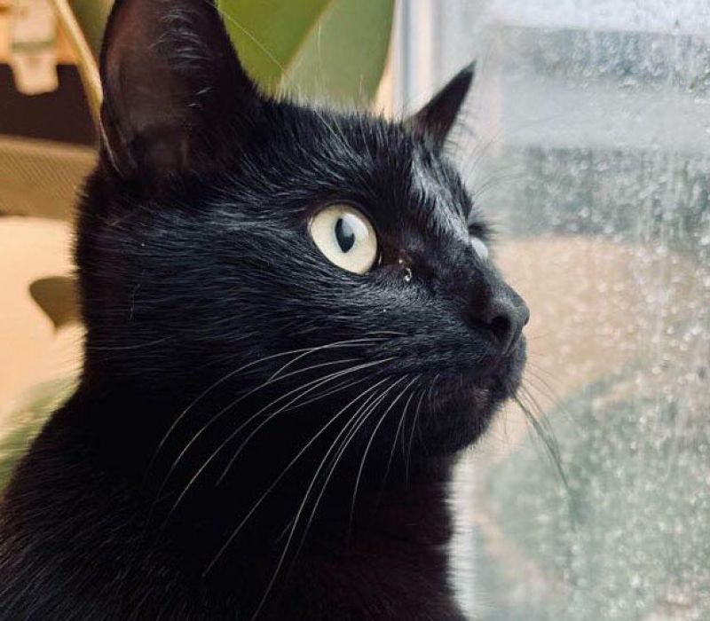 Onyx