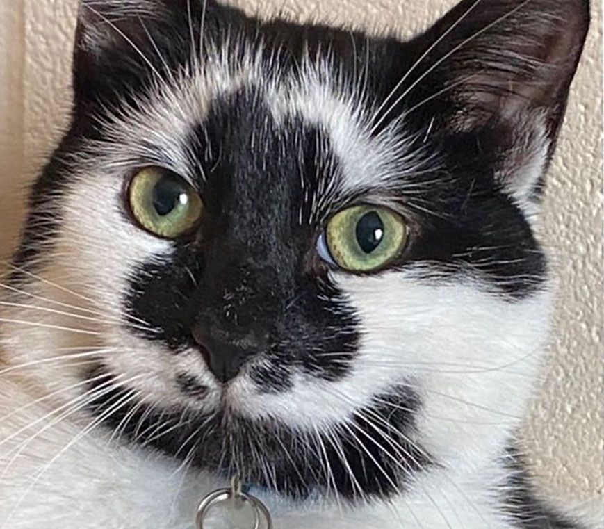 Pedro